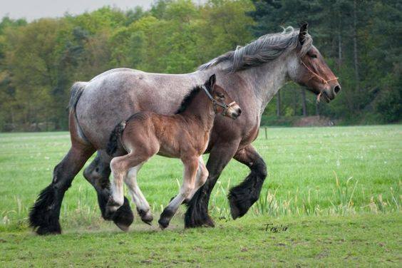 Euro Horse Imports - The UK Home Of The Belgian Draft Horse
